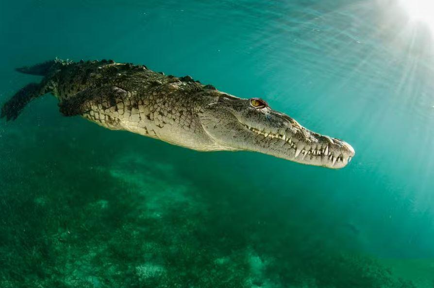 Crocodile image