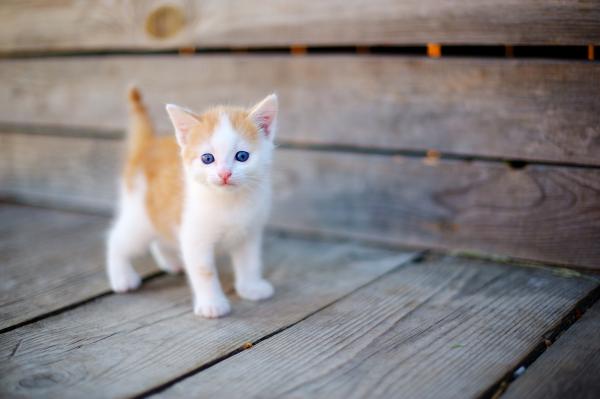 Kitten Pic